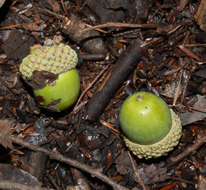 Quercus robur (pedunculate oak, English oak)