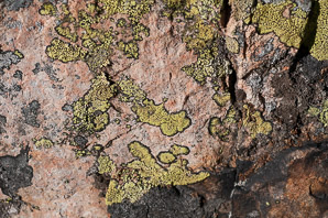Rhizocarpon geographicum (yellow map lichen, world map lichen)