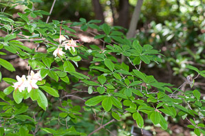 Rhododendron cumberlandense (Cumberland azalea)