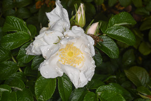 Rosa canina (dog rose)