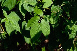 Rubus fruticosus (blackberry)