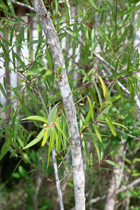 Salix caroliniana (coastal plain willow)