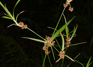 Scirpus hattorianus (mosquito bulrush)