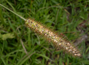 Setaria pumila (yellow foxtail, yellow bristlegrass, pigeon grass, cattail grass)