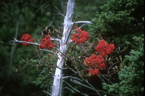 Sorbus americana (mountain ash, American mountain ash)