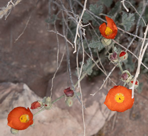 Sphaeralcea ambigua (desert mallow, apricot mallow)