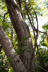 Swietenia mahagoni (west Indian mahogany)