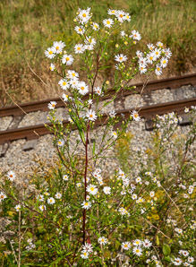 Symphyotrichum lanceolatum (panicled aster, Eastern lined aster, tall white aster, lance-leaf aster, narrow-leaf michaelmas daisy, white-panicle aster, white panicle aster)