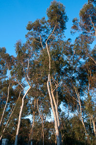 Syzygium nervosum (sugar gum, Daly River satinash)