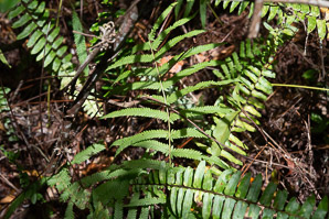 Thelypteris kunthii (southern shield fern)