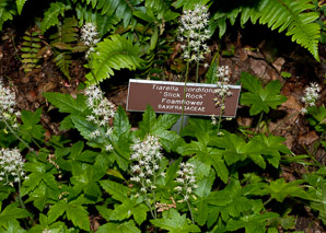Tiarella cordifolia (foamflower)