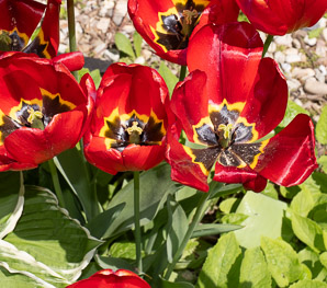 Tulipa gesneriana (Didier’s tulip, garden tulip)