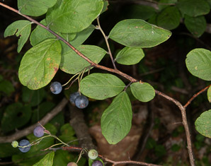 Vaccinium angustifolium (lowbush blueberry, blueberry)