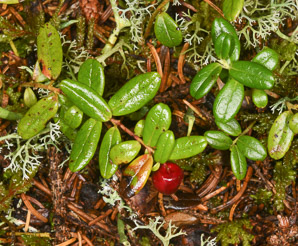 Vaccinium vitis-idaea (lingonberry, mountain cranberry, cowberry, foxberry, red whortleberry, low bush cranberry, low bush partridgeberry, partridgeberry)