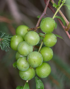 Vitis aestivalis (summer grape, grape)