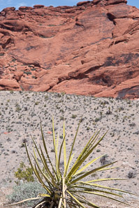 Yucca schidigera (Mojave yucca)