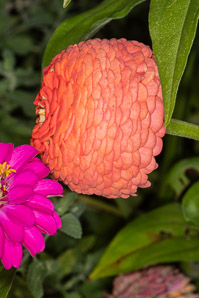 Zinnia violacea (elegant zinnia)
