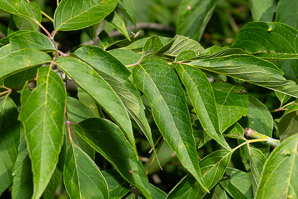 Acer negundo (boxelder, ashleaf maple, boxelder maple, Manitoba maple, California boxelder, western boxelder)