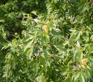Acer saccharinum (silver maple, creek maple, river maple, silverleaf maple, soft maple, white maple, water maple)