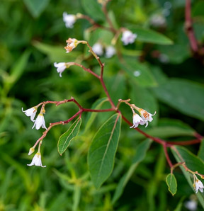 Apocynum androsaemifolium (spreading dogbane)