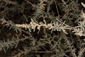 Atriplex confertifolia (shadscale)
