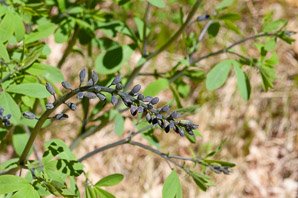 Baptisia bracteata (plains wild indigo)
