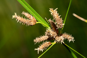 Bolboschoenus maritimus (saltmarsh tuber-bulrush, cosmopolitan bulrush)