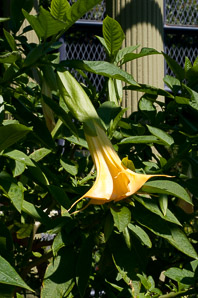 Brugmansia ×candida (angel’s trumpet)