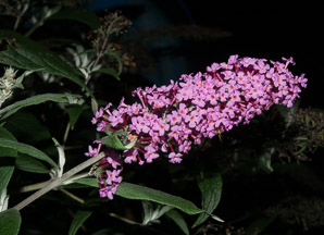 Buddleja davidii (butterfly bush)