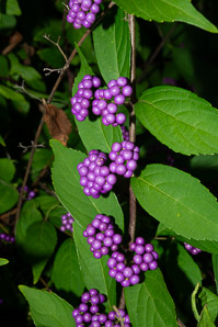 Callicarpa dichotoma (purple beautyberry)
