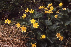 Caltha palustris (marsh marigold, kingcup)