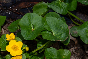 Caltha palustris (marsh marigold, kingcup, yellow marsh marigold)
