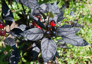 Capsicum annuum (pepper)