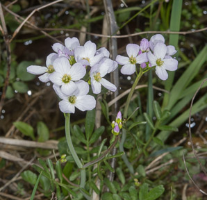 Cardamine pratensis (cuckoo flower, lady’s smock, bitter cress)