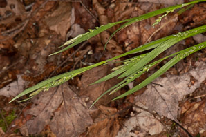 Carex blanda (common woodland sedge)