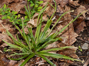 Carex laxiflora (broad loose-flowered sedge, broad looseflower sedge)