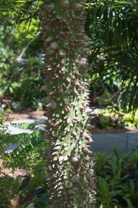 Ceiba erianthos (ceiba erianthos hybrid)
