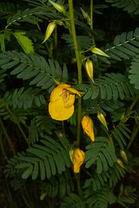 Chamaecrista nictitans (wild sensitive plant, wild sensitive-pea, sensitive partridge pea)