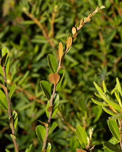 Chamaedaphne calyculata (leatherleaf)