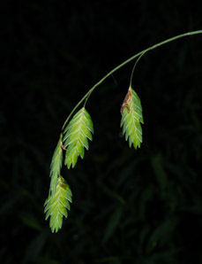 Chasmanthium latifolium (northern sea oats, Indian woodoats)