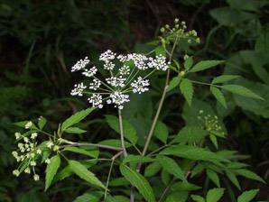 Cicuta douglasii (common water-hemlock, water hemlock, spotted water hemlock, spotted parsley, western water hemlock)