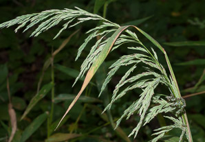 Cinna arundinacea (wood reed grass)