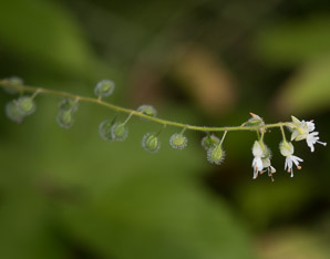 Circaea ×intermedia (broad-leaved enchanter’s-nightshade)