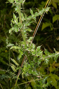 Cirsium arvense (Canada thistle)
