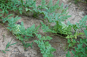 Citrullus lanatus (watermelon plant)