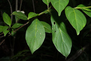 Cornus foemina (swamp dogwood)