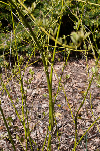 Cornus sericea (silver and gold red osier dogwood)
