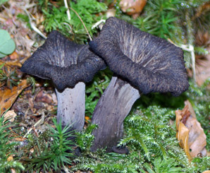 Craterellus cornucopioides (black trumpet, horn of plenty, black chanterelle, trumpets du mort)