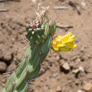 Cylindropuntia imbricata (tree cholla)