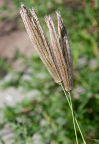 Cynodon dactylon (Bermuda grass)